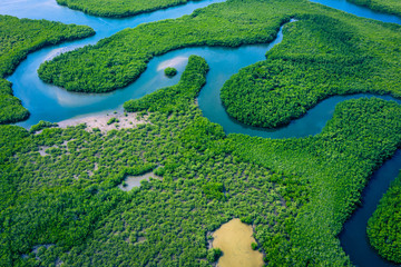 Gambia Mangroves. Aerial view of mangrove forest in Gambia. Photo made by drone from above. Africa Natural Landscape. - obrazy, fototapety, plakaty