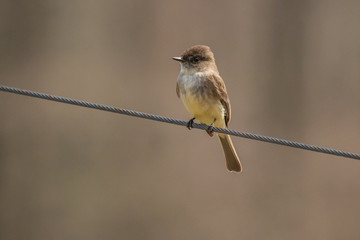 A male Eastern Phoebe hunts from the pasture fence.