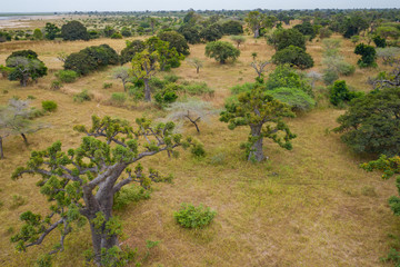 Aerial view of Baobab tree. Senegal. West Africa. Photo made by drone from above.