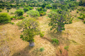 Aerial view of Baobab tree. Senegal. West Africa. Photo made by drone from above.