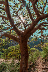 endemic tree of the chicamocha canyon CARATE BURSERA SIMARUBA