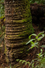 Rings texture on an old tree trunk in the forest. Atlantic Forest Brazil.