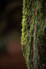 Sunlight over the moss on a tree trunk.