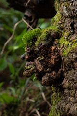 Magic Forest: Suggestive bulge on a tree trunk like elves.