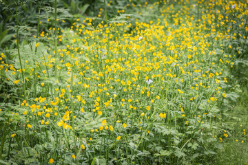 Obraz premium Wonderful butterflies collect pollen from wildflowers.