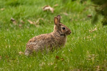 Naklejka na ściany i meble A wild, brown rabbit browses near shrubbery on a spring day.