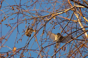 Little birds in winter in a city park. Birds on birch branches against the blue sky.
