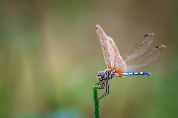Dragonfly hold on dry branches and copy space .Dragonfly in the nature. Dragonfly in the nature habitat. Beautiful nature scene with dragonfly outdoor.a background wallpaper.The concept for writing