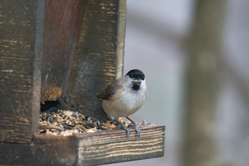 Swamp tit in the forest
