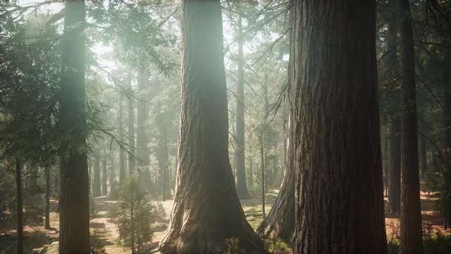 Sunrise in the Sequoias, General Grant Grove, Sequoia National Park