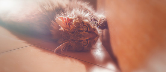 Funny portrait of cute cat lying on the floor near the door at home. Horizontal image.