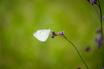 Cabbage butterfly