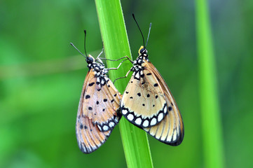 Obraz premium mating butterfly