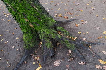 Lower part of the sloping trunk of tree with dark gray bark, overgrown with green soft moss and florid roots, located above the ground, like clawed paw of huge bird surrounded by yellow autumn leaves 