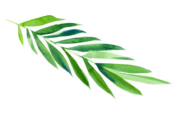 set of green tropical leaves on isolated white background, watercolor illustration, hand drawing