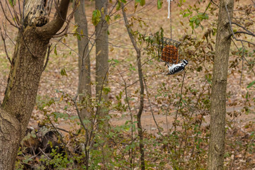 Downy woodpecker feeding from hanging suet feeder
