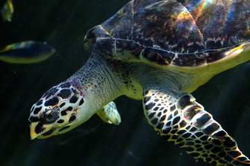 葛西臨海水族園の水槽で元気に泳ぐタイマイ
