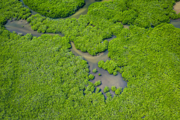 Senegal Mangroves. Aerial view of mangrove forest in the  Saloum Delta National Park, Joal Fadiout, Senegal. Photo made by drone from above. Africa Natural Landscape.