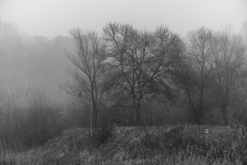 Dark foggy forest in late autumn