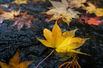 Beautiful foliage autumn leaves in red and yellow