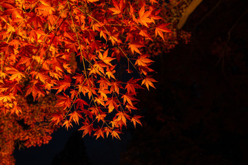 Red maple leaves during lightup at night.