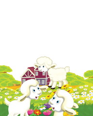 cartoon scene with sheep having fun on the farm on white background - illustration for children