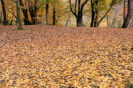 Beautiful scenery of fallen ginkyo leaves during autumn.