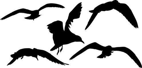 isolated black group silhouettes of five seagulls