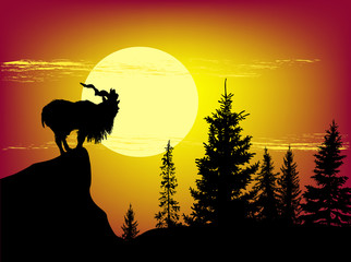 goat in mountains at sunset
