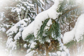 Pine tree branch under the snow on the background of the winter forest