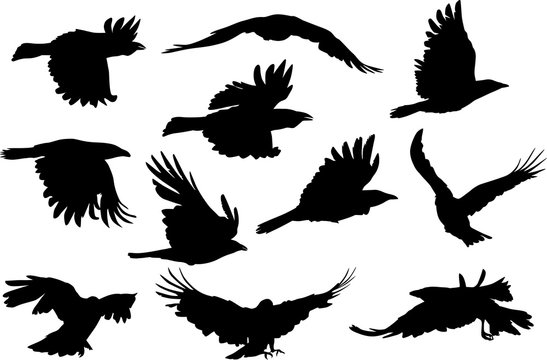 group of eleven flying crow silhouettes on white