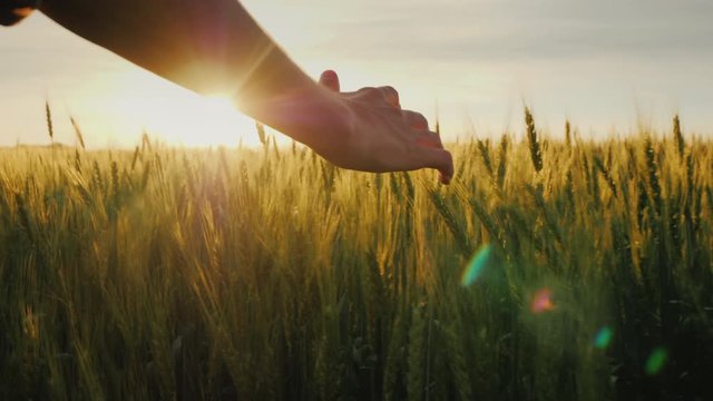 Farmer's hand strokes the ears of wheat on the field at sunset