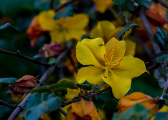 Top view of yellow California Glory flower in nature