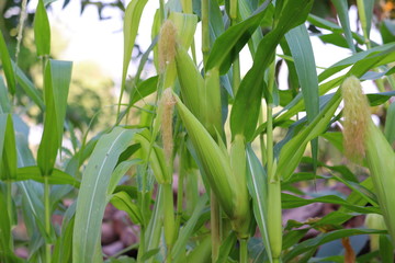 Corn field and corn on the cob.