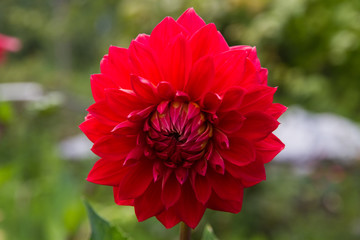 A large red Dahlia flower close-up, growing in the garden.