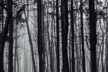 Dark foggy forest in late autumn