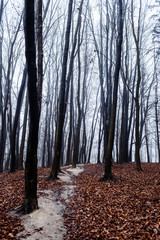 Dark foggy forest in late autumn