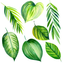 set of green tropical leaves on isolated white background, watercolor illustration, hand drawing