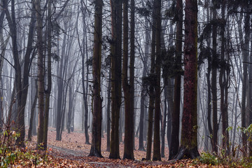 Obraz premium Dark foggy forest in late autumn