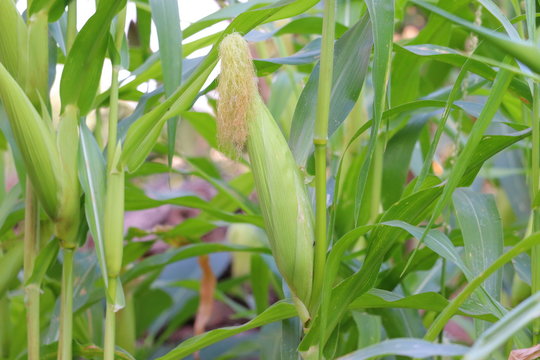 A selective focus picture of corn cob in organic corn field.Corn field and corn on the cob.