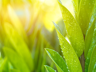green leaf with water drops