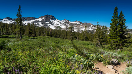 Obraz premium Trail do Winnemucca lake from Frog Lake featuring snow caped mountains and pine trees on a cloudless sky day