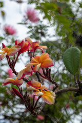 The beatiful plumeria flowers, Plumeria flowers in mix colors, Plumeria flowers in pink, yellow and white colors.