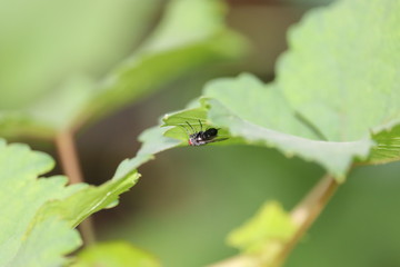 Fototapeta premium House fly, Fly, House fly on leaf
