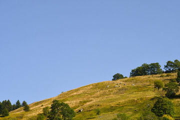 View of the top of a mountain with a herd of cows grazing in late summer and clear blue sky, Chianale, Cuneo, Varaita Valley, Piedmont, Italy