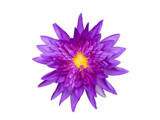 Waterlily or lotus flower isolate on white background, with clipping path.