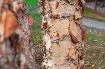 River Birch Tree Closeup
