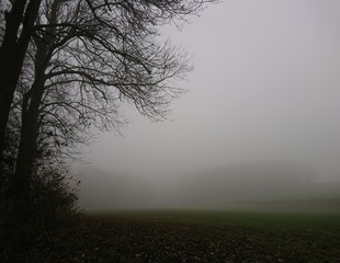 Fototapeta na wymiar Natur im November, Nässe und Nebel