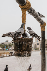 Pigeons drinking water