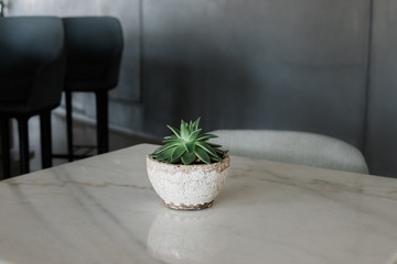 succulent plant on table